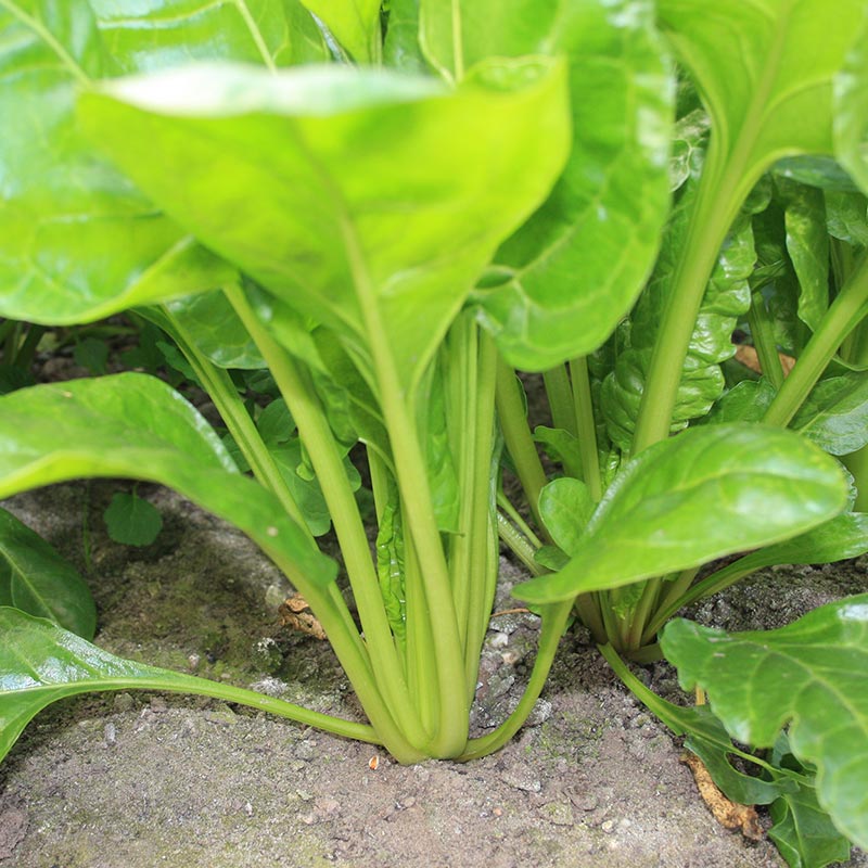 Mangold 'Perpetual Spinach' 