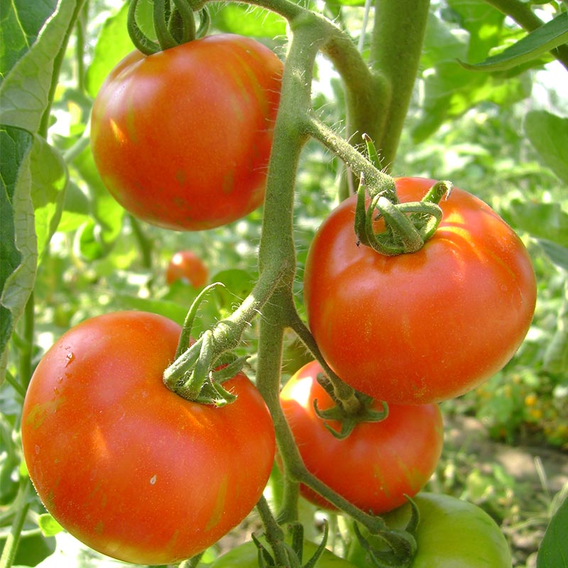 Tomatensamen "Tigerella Bicolore" - 40 BIO Samen