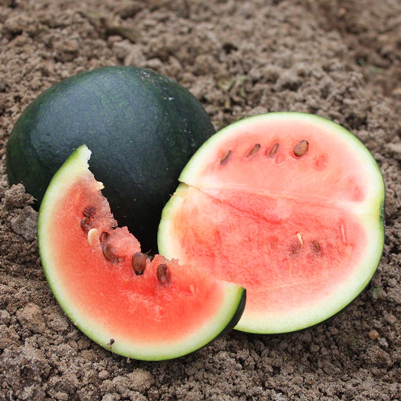 Wassermelonen Samen "Sugar Baby" - 5 BIO Samen