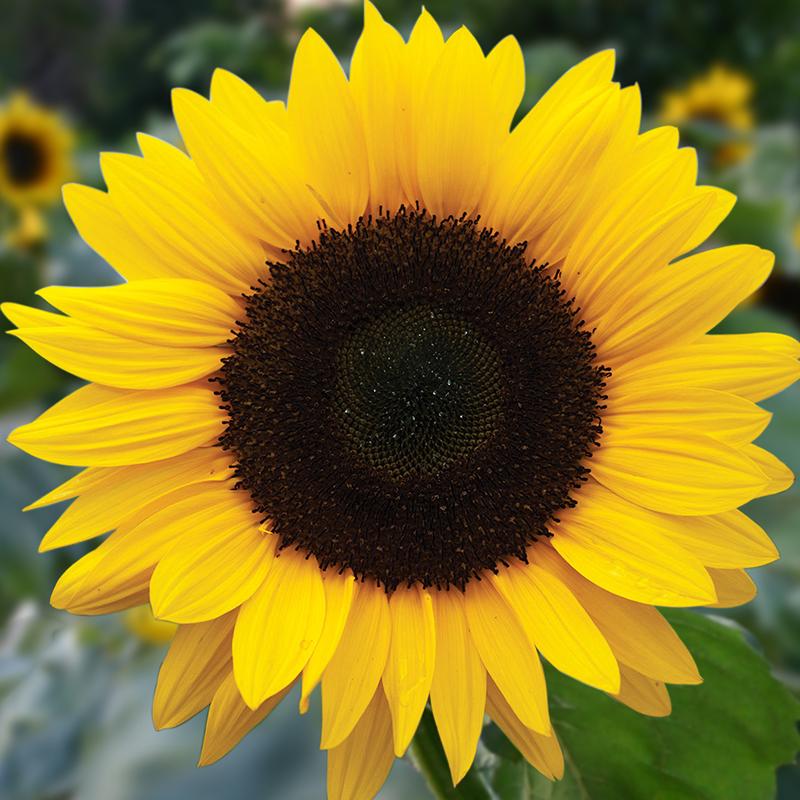 Sonnenblume - 15 BIO Samen