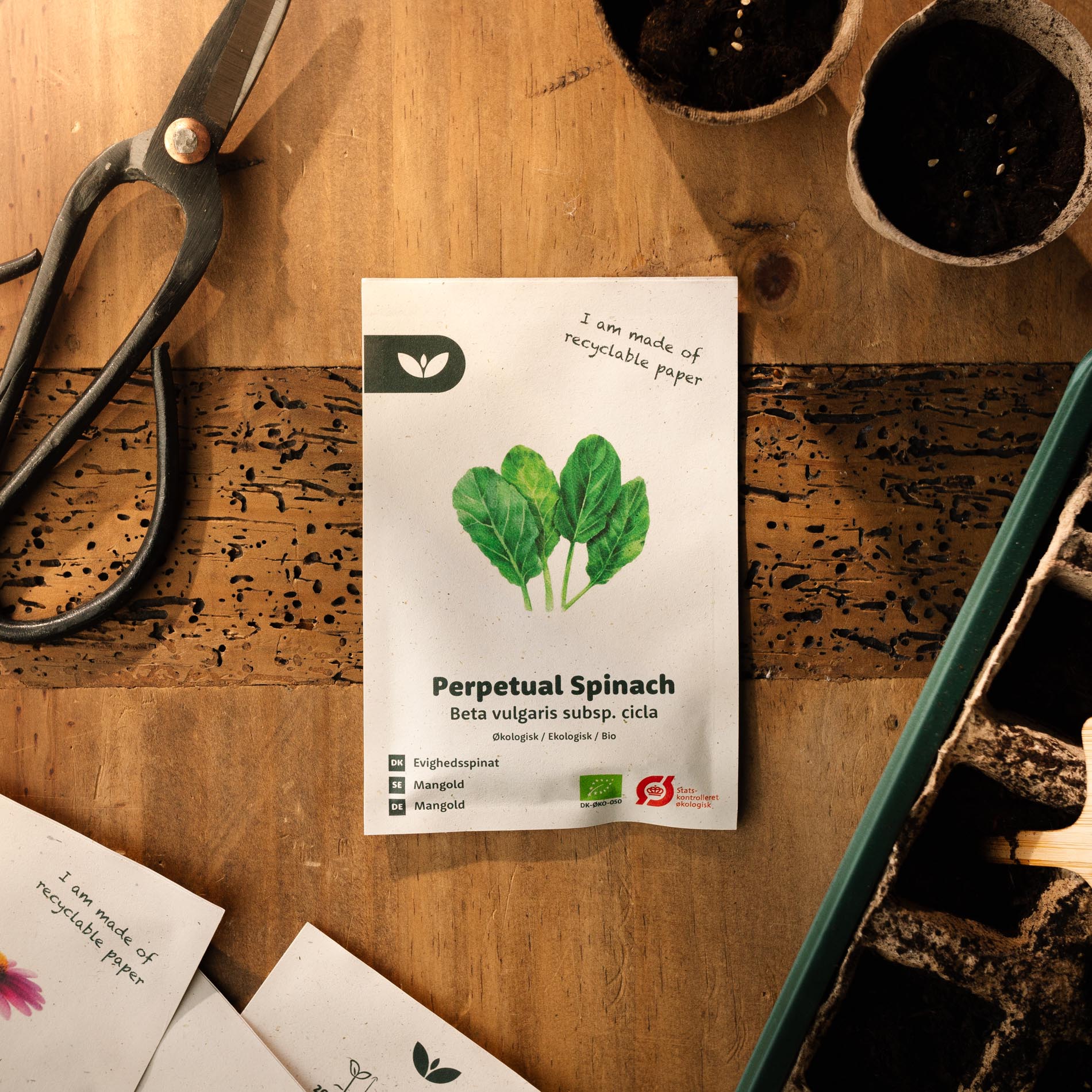 Mangold 'Perpetual Spinach' 